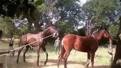 Beau Brunswick Colt covering a Dutch Warm-blood LUCKY BOY mare. . Horses mating gif